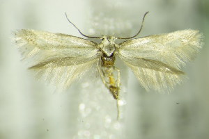  ( - BC ZSM Lep 76409)  @14 [ ] CreativeCommons - Attribution Non-Commercial Share-Alike (2015) SNSB, Zoologische Staatssammlung Muenchen SNSB, Zoologische Staatssammlung Muenchen