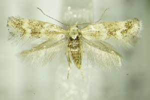  ( - BC ZSM Lep 76410)  @14 [ ] CreativeCommons - Attribution Non-Commercial Share-Alike (2015) SNSB, Zoologische Staatssammlung Muenchen SNSB, Zoologische Staatssammlung Muenchen