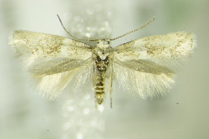  ( - BC ZSM Lep 76412)  @14 [ ] CreativeCommons - Attribution Non-Commercial Share-Alike (2015) SNSB, Zoologische Staatssammlung Muenchen SNSB, Zoologische Staatssammlung Muenchen