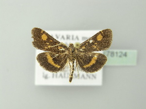  ( - BC ZSM Lep 78124)  @13 [ ] CreativeCommons - Attribution Non-Commercial Share-Alike (2013) Axel Hausmann SNSB, Zoologische Staatssammlung Muenchen
