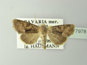  ( - BC ZSM Lep 77978)  @13 [ ] CreativeCommons - Attribution Non-Commercial Share-Alike (2014) Axel Hausmann SNSB, Zoologische Staatssammlung Muenchen