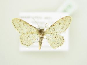  ( - BC ZSM Lep 80819)  @12 [ ] CreativeCommons - Attribution Non-Commercial Share-Alike (2014) Axel Hausmann SNSB, Zoologische Staatssammlung Muenchen