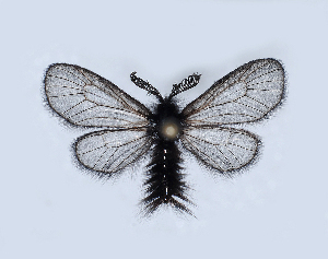  (Ptilocephala silphella - BC ZSM Lep 81547)  @13 [ ] CreativeCommons - Attribution Non-Commercial Share-Alike (2014) Axel Hausmann SNSB, Zoologische Staatssammlung Muenchen