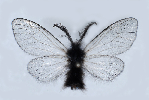  (Ptilocephala vesubiella - BC ZSM Lep 81548)  @13 [ ] CreativeCommons - Attribution Non-Commercial Share-Alike (2014) Axel Hausmann SNSB, Zoologische Staatssammlung Muenchen
