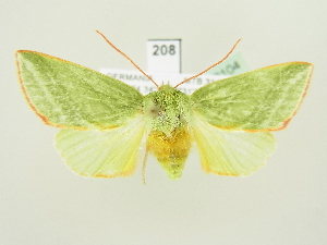  ( - BC ZSM Lep 82104)  @13 [ ] CreativeCommons - Attribution Non-Commercial Share-Alike (2014) Axel Hausmann SNSB, Zoologische Staatssammlung Muenchen