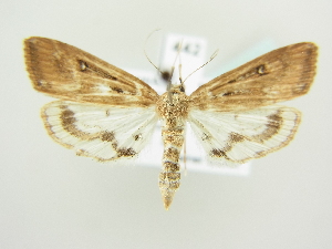  ( - BC ZSM Lep 82338)  @12 [ ] CreativeCommons - Attribution Non-Commercial Share-Alike (2014) Axel Hausmann SNSB, Zoologische Staatssammlung Muenchen