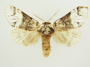  ( - BC ZSM Lep 82868)  @13 [ ] CreativeCommons - Attribution Non-Commercial Share-Alike (2014) Axel Hausmann SNSB, Zoologische Staatssammlung Muenchen