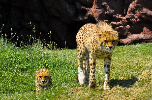  (Acinonyx - AY463959)  @15 [ ] CreativeCommons - Attribution Share-Alike (2009) Ruth & Patrick Unspecified