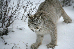  (Lynx canadensis - AY598472)  @14 [ ] Copyright (2014) BOLD Systems BOLD Systems