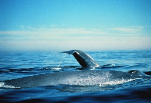  (Balaenoptera physalus - KC572731)  @11 [ ] CreativeCommons - Attribution  NOAA Photo Library Unspecified