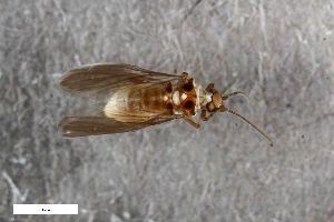  ( - ZFMK-TIS-2574869)  @11 [ ] CreativeCommons  Attribution Share-Alike (by-sa) 640 (2017) Unspecified Zoologisches Forschungsmuseum Alexander Koenig