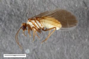  ( - ZFMK-TIS-2597455)  @11 [ ] CreativeCommons  Attribution Share-Alike (by-sa) 640 (2017) Unspecified Zoologisches Forschungsmuseum Alexander Koenig