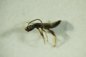  ( - GBOL07229)  @12 [ ] CreativeCommons - Attribution Non-Commercial Share-Alike (2015) SNSB, Zoologische Staatssammlung Muenchen SNSB, Zoologische Staatssammlung Muenchen