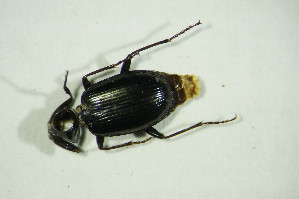  (Agonum scitulum - GBOL10014)  @13 [ ] CreativeCommons - Attribution Non-Commercial Share-Alike (2015) SNSB, Zoologische Staatssammlung Muenchen SNSB, Zoologische Staatssammlung Muenchen