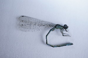  (Coenagrion mercuriale - GBOL10049)  @13 [ ] CreativeCommons - Attribution Non-Commercial Share-Alike (2015) SNSB, Zoologische Staatssammlung Muenchen SNSB, Zoologische Staatssammlung Muenchen