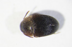  ( - GBOL10602)  @12 [ ] CreativeCommons - Attribution Non-Commercial Share-Alike (2015) SNSB, Zoologische Staatssammlung Muenchen SNSB, Zoologische Staatssammlung Muenchen