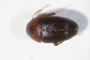  ( - GBOL10603)  @12 [ ] CreativeCommons - Attribution Non-Commercial Share-Alike (2015) SNSB, Zoologische Staatssammlung Muenchen SNSB, Zoologische Staatssammlung Muenchen