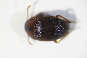  ( - GBOL10611)  @12 [ ] CreativeCommons - Attribution Non-Commercial Share-Alike (2015) SNSB, Zoologische Staatssammlung Muenchen SNSB, Zoologische Staatssammlung Muenchen