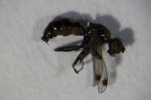  ( - GBOL11459)  @12 [ ] CreativeCommons - Attribution Non-Commercial Share-Alike (2015) SNSB, Zoologische Staatssammlung Muenchen SNSB, Zoologische Staatssammlung Muenchen