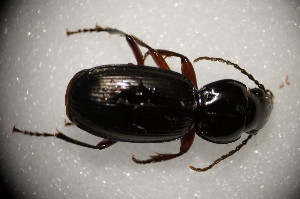  ( - GBOL11912)  @11 [ ] CreativeCommons - Attribution Non-Commercial Share-Alike (2015) SNSB, Zoologische Staatssammlung Muenchen SNSB, Zoologische Staatssammlung Muenchen