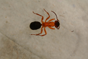  ( - GBOL13699)  @12 [ ] CreativeCommons - Attribution Non-Commercial Share-Alike (2015) SNSB, Zoologische Staatssammlung Muenchen SNSB, Zoologische Staatssammlung Muenchen