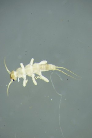  (Protonemura brevistyla - GBOL17645)  @13 [ ] CreativeCommons - Attribution Non-Commercial Share-Alike (2015) SNSB, Zoologische Staatssammlung Muenchen SNSB, Zoologische Staatssammlung Muenchen
