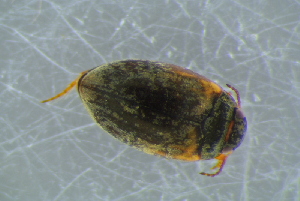  ( - GBOL19442)  @11 [ ] CreativeCommons - Attribution Non-Commercial Share-Alike (2016) SNSB, Staatliche Naturwissenschaftliche Sammlungen Bayerns ZSM (SNSB, Zoologische Staatssammlung Muenchen)