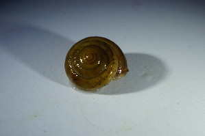  ( - GBOL 01461)  @11 [ ] CreativeCommons - Attribution Non-Commercial Share-Alike (2015) SNSB, Zoologische Staatssammlung Muenchen SNSB, Zoologische Staatssammlung Muenchen