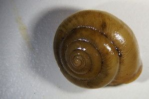  ( - GBOL 01551)  @11 [ ] CreativeCommons - Attribution Non-Commercial Share-Alike (2015) SNSB, Zoologische Staatssammlung Muenchen SNSB, Zoologische Staatssammlung Muenchen