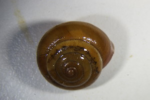  ( - GBOL 01552)  @11 [ ] CreativeCommons - Attribution Non-Commercial Share-Alike (2015) SNSB, Zoologische Staatssammlung Muenchen SNSB, Zoologische Staatssammlung Muenchen