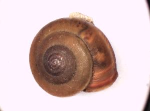  ( - GBOL 01562)  @11 [ ] CreativeCommons - Attribution Non-Commercial Share-Alike (2015) SNSB, Zoologische Staatssammlung Muenchen SNSB, Zoologische Staatssammlung Muenchen