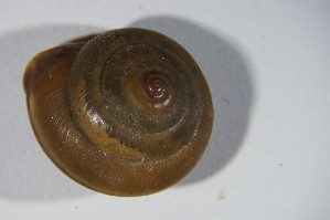  ( - GBOL 01598)  @11 [ ] CreativeCommons - Attribution Non-Commercial Share-Alike (2015) SNSB, Zoologische Staatssammlung Muenchen SNSB, Zoologische Staatssammlung Muenchen