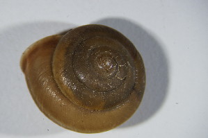  ( - GBOL 01602)  @11 [ ] CreativeCommons - Attribution Non-Commercial Share-Alike (2015) SNSB, Zoologische Staatssammlung Muenchen SNSB, Zoologische Staatssammlung Muenchen