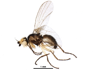  (Cerodontha fulvipes - BIOUG26143-E12)  @14 [ ] CreativeCommons - Attribution (2016) CBG Photography Group Centre for Biodiversity Genomics