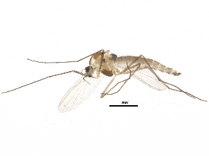  (Orthocladius musester - BIOUG26401-F09)  @14 [ ] CreativeCommons - Attribution (2016) CBG Photography Group Centre for Biodiversity Genomics