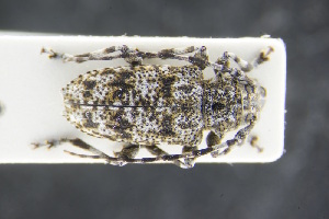  ( - GBOLRL0023)  @11 [ ] CreativeCommons - Attribution Non-Commercial Share-Alike (2016) SNSB, Staatliche Naturwissenschaftliche Sammlungen Bayerns ZSM (SNSB, Zoologische Staatssammlung Muenchen)