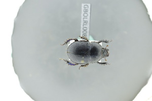  ( - GBOLRL0088)  @11 [ ] CreativeCommons - Attribution Non-Commercial Share-Alike (2016) SNSB, Staatliche Naturwissenschaftliche Sammlungen Bayerns ZSM (SNSB, Zoologische Staatssammlung Muenchen)