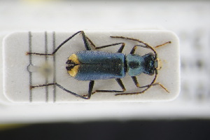  (Clanoptilus emarginatus - GBOLRL0150)  @11 [ ] CreativeCommons - Attribution Non-Commercial Share-Alike (2016) SNSB, Staatliche Naturwissenschaftliche Sammlungen Bayerns ZSM (SNSB, Zoologische Staatssammlung Muenchen)