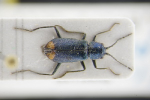  (Clanoptilus spinipennis - GBOLRL0158)  @11 [ ] CreativeCommons - Attribution Non-Commercial Share-Alike (2016) SNSB, Staatliche Naturwissenschaftliche Sammlungen Bayerns ZSM (SNSB, Zoologische Staatssammlung Muenchen)