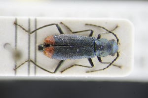  (Clanoptilus strangulatus - GBOLRL0159)  @11 [ ] CreativeCommons - Attribution Non-Commercial Share-Alike (2016) SNSB, Staatliche Naturwissenschaftliche Sammlungen Bayerns ZSM (SNSB, Zoologische Staatssammlung Muenchen)