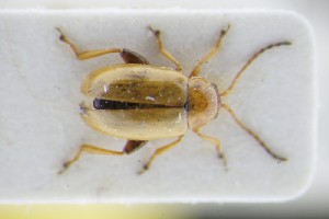  (Aphthona nigriscutis - GBOLRL0299)  @11 [ ] CreativeCommons - Attribution Non-Commercial Share-Alike (2016) SNSB, Staatliche Naturwissenschaftliche Sammlungen Bayerns ZSM (SNSB, Zoologische Staatssammlung Muenchen)