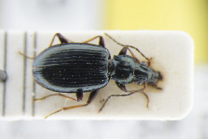  (Bembidion longipes - GBOLRL0469)  @11 [ ] CreativeCommons - Attribution Non-Commercial Share-Alike (2016) SNSB, Staatliche Naturwissenschaftliche Sammlungen Bayerns ZSM (SNSB, Zoologische Staatssammlung Muenchen)