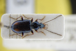  (Bembidion terminale - GBOLRL0473)  @11 [ ] CreativeCommons - Attribution Non-Commercial Share-Alike (2016) SNSB, Staatliche Naturwissenschaftliche Sammlungen Bayerns ZSM (SNSB, Zoologische Staatssammlung Muenchen)