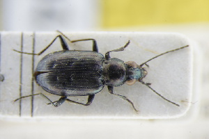  (Bembidion foraminosum - GBOLRL0494)  @11 [ ] CreativeCommons - Attribution Non-Commercial Share-Alike (2016) SNSB, Staatliche Naturwissenschaftliche Sammlungen Bayerns ZSM (SNSB, Zoologische Staatssammlung Muenchen)