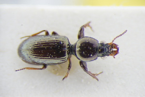  (Dyschirius impunctipennis - GBOLRL0500)  @11 [ ] CreativeCommons - Attribution Non-Commercial Share-Alike (2016) SNSB, Staatliche Naturwissenschaftliche Sammlungen Bayerns ZSM (SNSB, Zoologische Staatssammlung Muenchen)