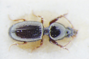  (Dyschirius bonellii - GBOLRL0509)  @11 [ ] CreativeCommons - Attribution Non-Commercial Share-Alike (2016) SNSB, Staatliche Naturwissenschaftliche Sammlungen Bayerns ZSM (SNSB, Zoologische Staatssammlung Muenchen)