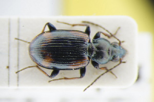  (Bembidion starkii - GBOLRL0514)  @11 [ ] CreativeCommons - Attribution Non-Commercial Share-Alike (2016) SNSB, Staatliche Naturwissenschaftliche Sammlungen Bayerns ZSM (SNSB, Zoologische Staatssammlung Muenchen)