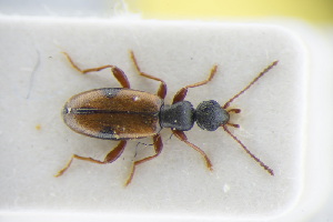  (Cordicomus gracilis - GBOLRL0638)  @11 [ ] CreativeCommons - Attribution Non-Commercial Share-Alike (2016) SNSB, Staatliche Naturwissenschaftliche Sammlungen Bayerns ZSM (SNSB, Zoologische Staatssammlung Muenchen)