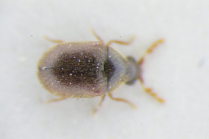  ( - GBOLRL0641)  @11 [ ] CreativeCommons - Attribution Non-Commercial Share-Alike (2016) SNSB, Staatliche Naturwissenschaftliche Sammlungen Bayerns ZSM (SNSB, Zoologische Staatssammlung Muenchen)