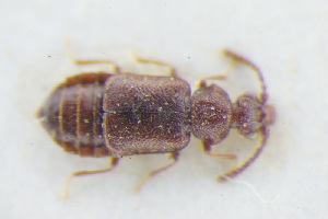  (Stricticollis transversalis - GBOLRL0735)  @11 [ ] CreativeCommons - Attribution Non-Commercial Share-Alike (2016) SNSB, Staatliche Naturwissenschaftliche Sammlungen Bayerns ZSM (SNSB, Zoologische Staatssammlung Muenchen)